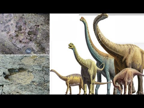 50 Footprints of