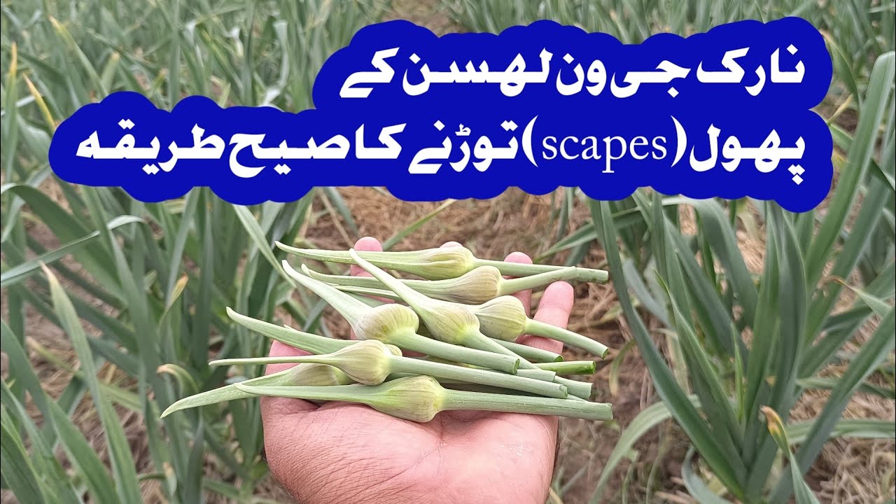 When To Cut NARC G1 GARLIC SCAPES YouTube