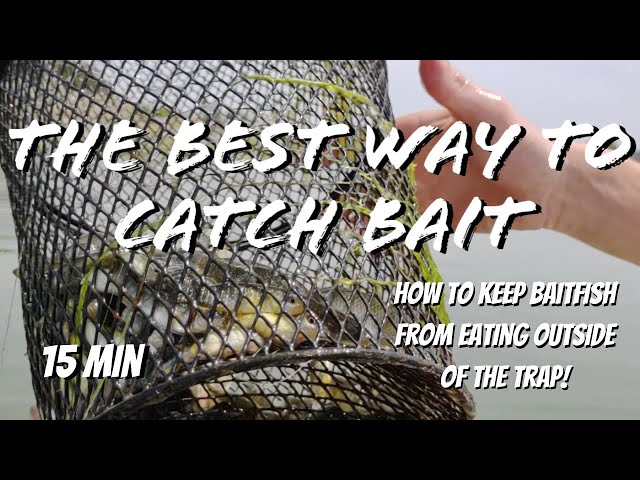 How to catch Bait with a minnow trap! Cheap and easy method- Mud-Minnows &  Killies in 20 min! 