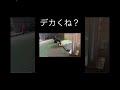 負けたー!#shorts
