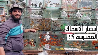 سوق الجمعة بالسيدة عائشة اسعار التعابين المائية والاسماك المفترسة واسماك الزينة 🐠🐡🐟⚡