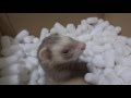 【Ferret】プレインスターチ