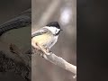 Mésange à tête noire en train d’ouvrir une graine