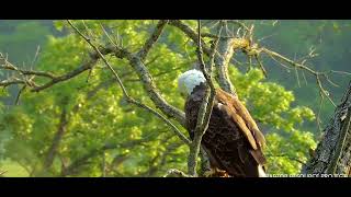 Decorah Eagles North 6/3/23 Mr. came to check on things.