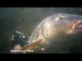 Подводная охота на сазана в Избербаше