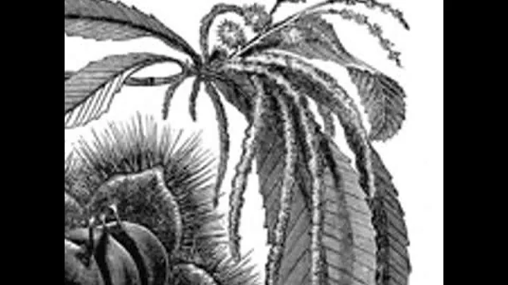 Opening a Chestnut Burr by Edward P. ROE read by L...