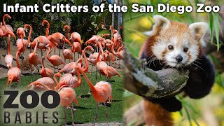 San Diego Zoo! - Animal Videos for Kids!