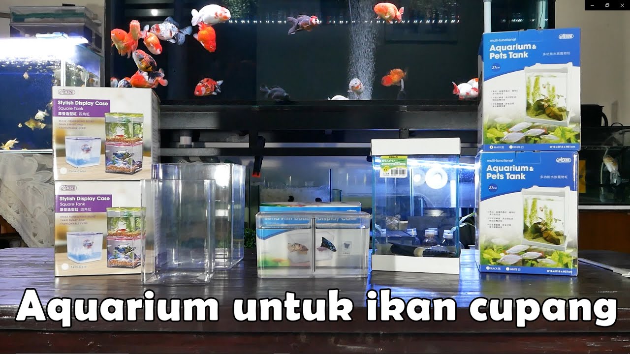 Review beberapa macam toples ikan cupang branded