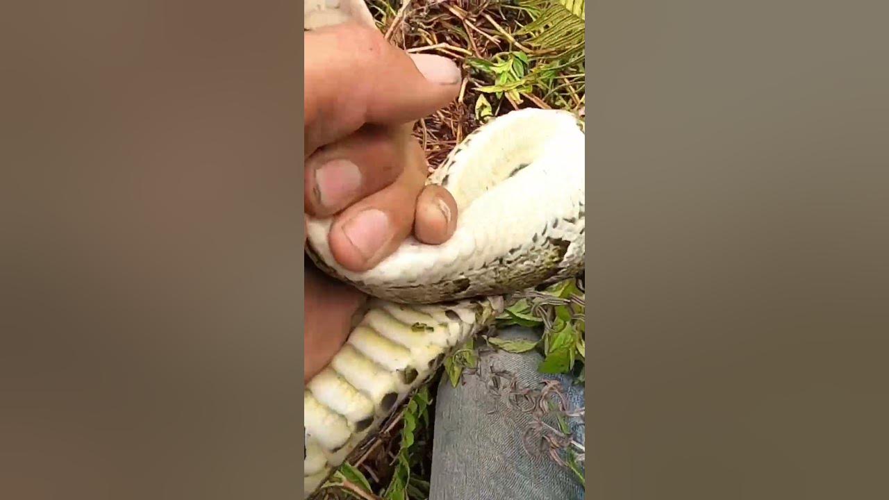 8 foot Python caught in the Everglades! - YouTube