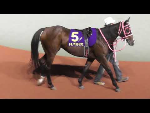 2017  第64回 日本テレビ盃（ＪｐｎII）パドック 現地映像 アポロケンタッキー