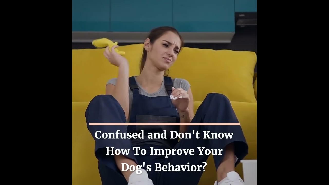 How To Stop A Dog Yapping YouTube