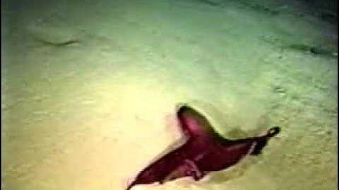 Cephalopod video: Stauroteuthis syrtensis
