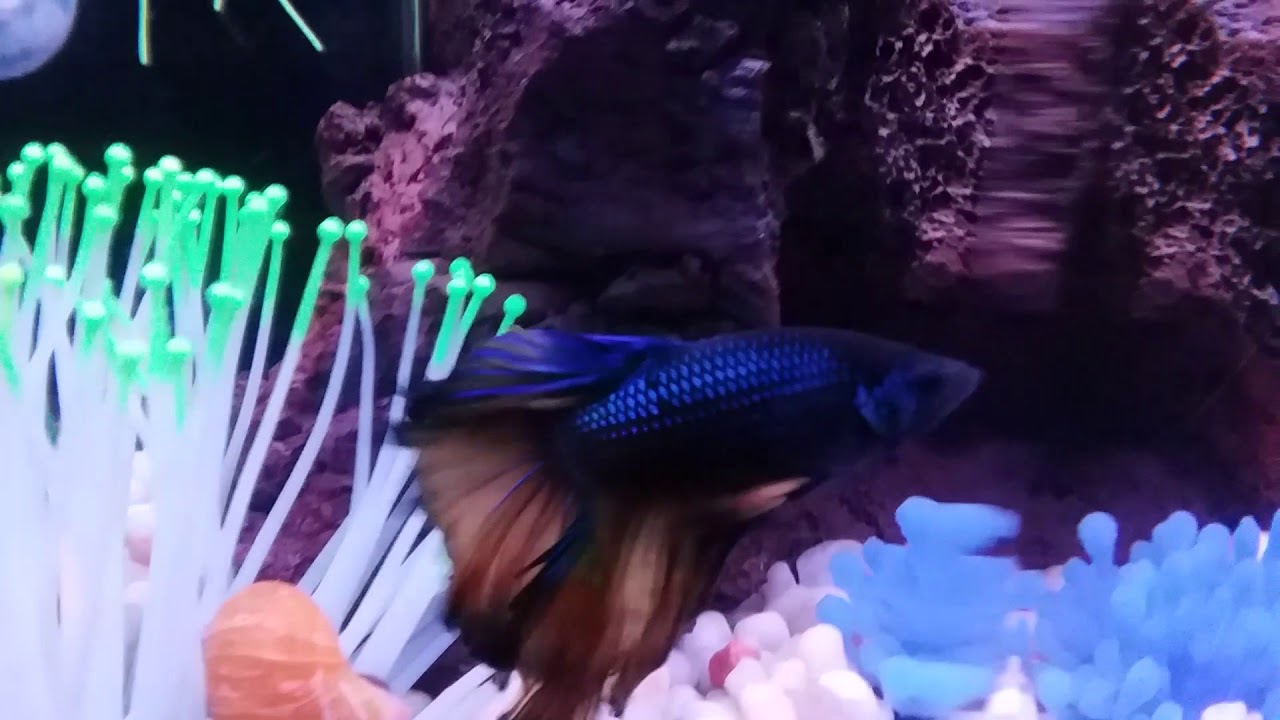 Paradise Male Betta!