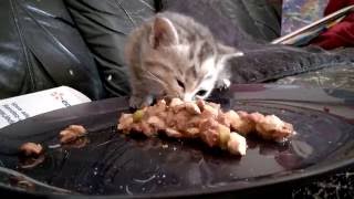 Chaton Découvre Le Sachet Fraicheur Et Semble Adoré