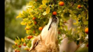 Dogs Die in Hot Cars -  I&#39;ve Got Mandarins In My Cheek