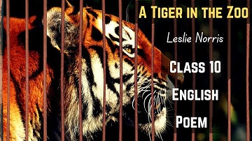 A Tiger in the Zoo – Leslie Norris | Class 10 English Poem Explanation | Meghalaya Exam Prep