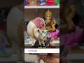 🌸🪔 Your Complete Navarathri Is Here — All in ONE Place, All at the BEST Price!
