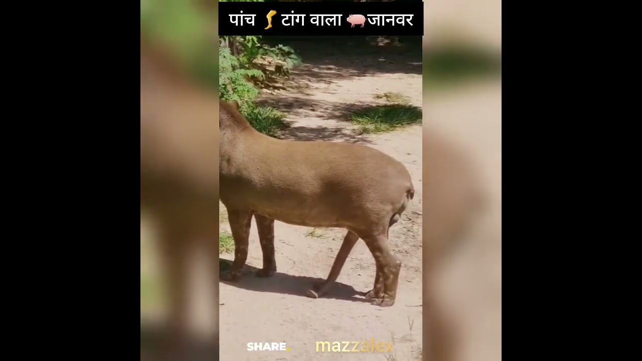 Five Legs Animal With A Custom Amazing Viral Video Youtube