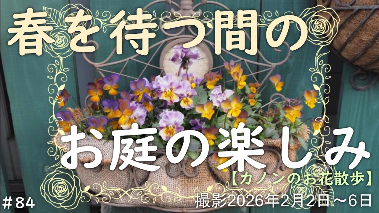 ＃84　真っ白な冬咲きクレマチス　アイアン飾り窓に花台付木枠をDIY ＆ウッドフェンスにおしゃれにディスプレイ