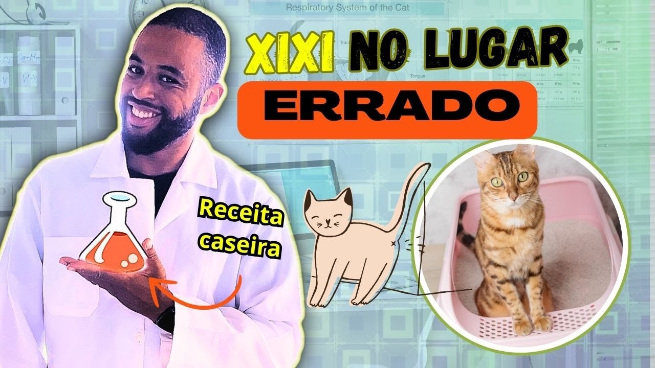COMO fazer o GATO parar de URINAR no lugar ERRADO? - YouTube