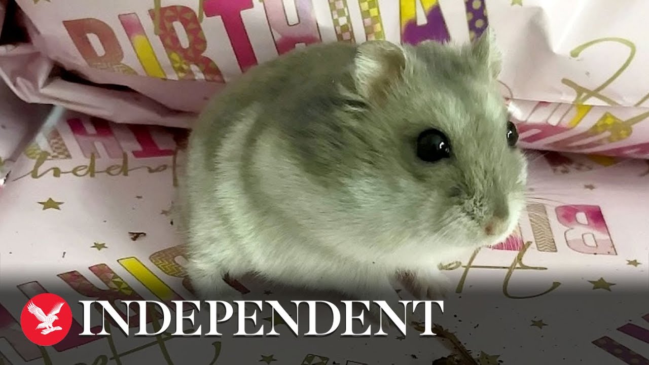 lifespan of hamster｜TikTok Search