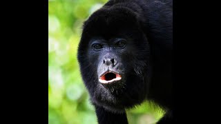 Echoes of the Jungle: Exploring Belize's Black Howler Monkey by The Best DIY Projects 2 views 11 days ago 9 minutes, 23 seconds