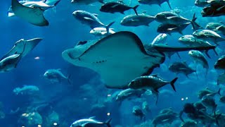 SHARK ? STINGRAY Fish in DUBAI Aquarium | Aquarium Atlantis Bahamas | Stingray Aquarium