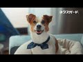 ネクスガード CM 2026年「大切なキミに、とびきりのケアを。」篇 6秒