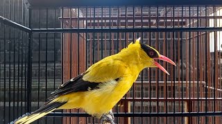 Masteran Suara Burung Kepodang Emas Gacor, Pancingan Untuk Kepodang Macet Bunyi
