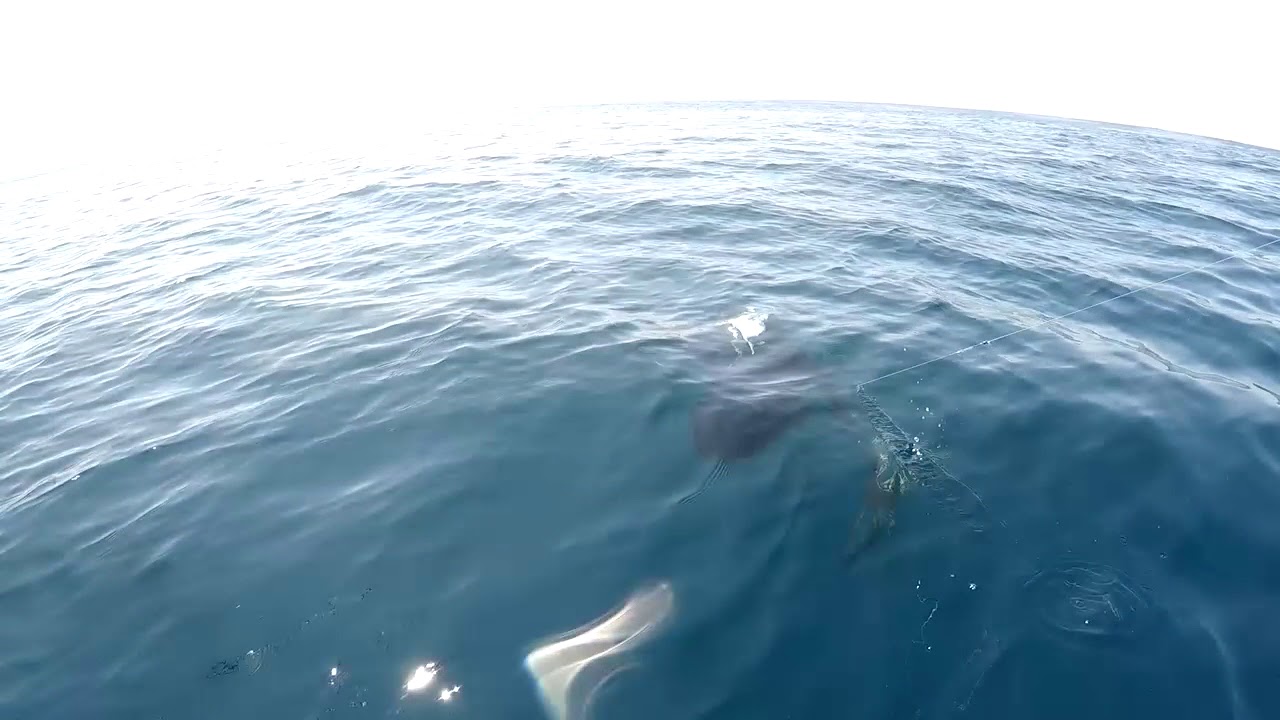 2018 Offshore World Championship | Torneio De Peixes De Bico | Pacific Sailfish