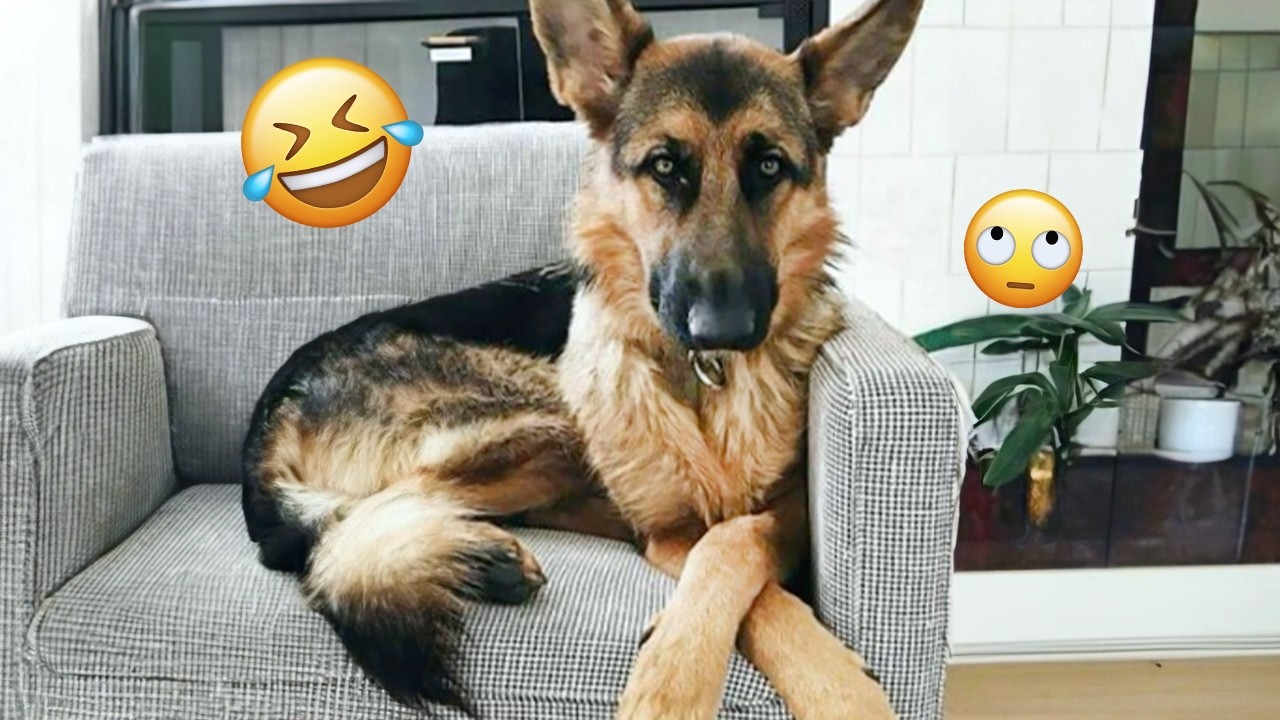 I dare you not to LAUGH at these FUNNY DOGS 😁🦮 - Best Funny Animals Videos 2025 #256