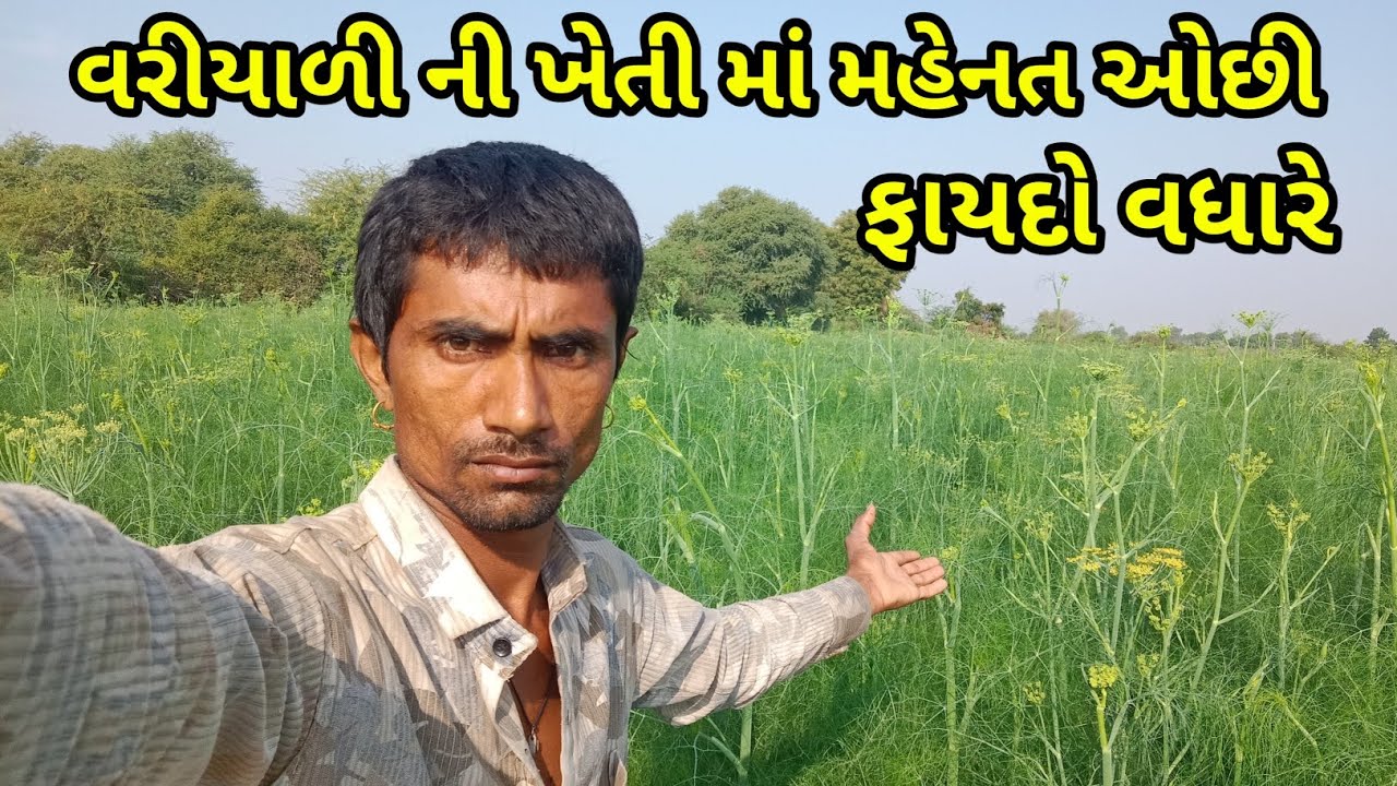 વરિયાળી ની ખેતી માં મહેનત ઓછી અને ફાયદો વધારે 🥱 vlogs 