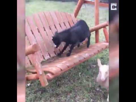 funny-goat-fainted-after-falling-from-swing