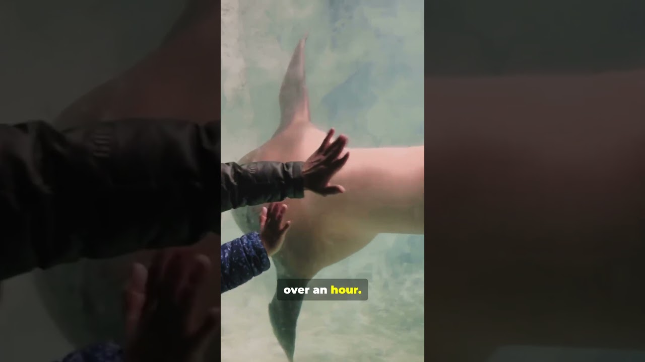 Masters of the Coast Sea Lions, Seals & Sea Wolves in 90 seconds