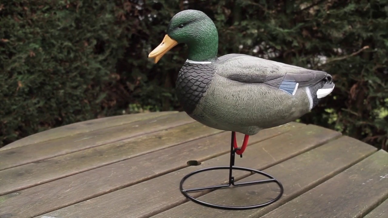 appelant colvert mâle cou droit sur pied en acier