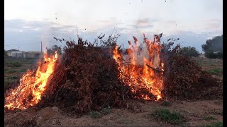 Plantar y Arrancar. El trabajo del agricultor