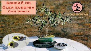 Бонсай олива (Olea europea). Сбор оливок бонсай! СУПЕР РОЗЫГРЫШ плодов и семян!