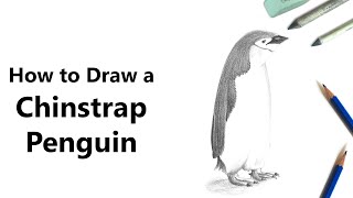 How to Draw a Chinstrap Penguin with Pencil [Time Lapse]