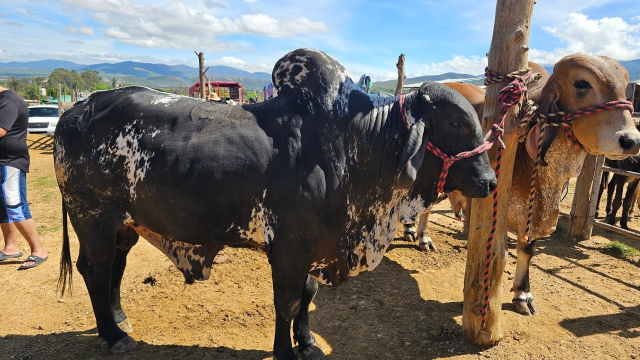 Hoy miércoles de baratillo en san miguel etla oaxaxa puro animal de primera caballos toros Becerros