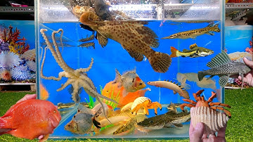 Tổng hợp các loại cá cảnh đẹp, động vật dễ thương, bạch tuộc cute, cá rồng, cá sấu, cá lau kiếng