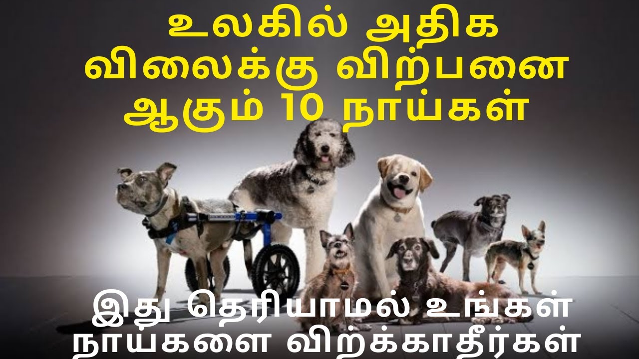 உலகில் அதிக விலைக்கு விற்பனை ஆகும் 10 நாய்கள்.😱😱😱