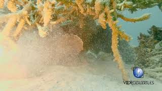 Scuba diving in the red sea Moray eel eating a Stone fish