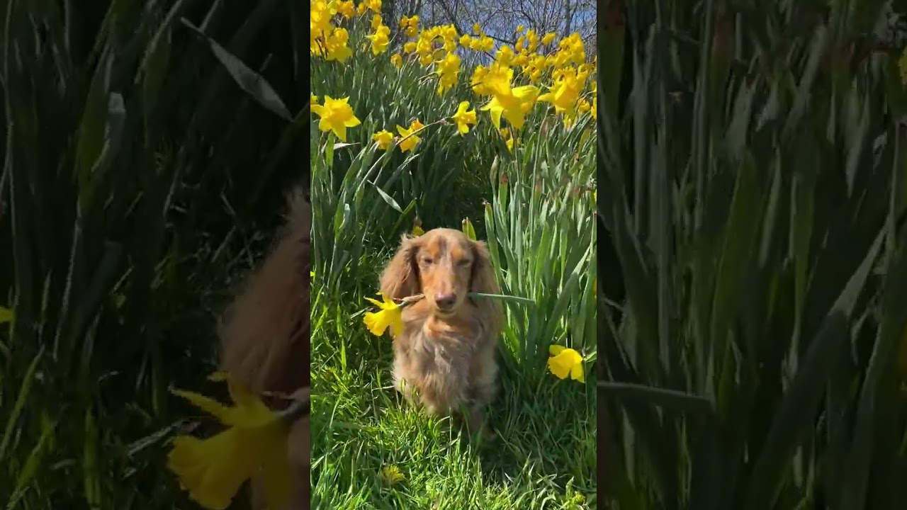 Sending you some sunshine✨ 