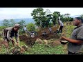 Simple And Very Beautiful Nepali Village Lifestyle | Ploughing Field And Maze Cultivation | Db Limbu