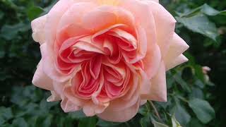 Rose Flower Blooming Time Lapse Free - Copyright Free Relaxing Soft Background Music for Videos screenshot 2