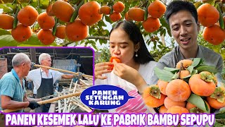 AFTER HARVESTING, WE GO TO OUR COUSIN'S FACTORY WHICH IS OPERATING TO MAKE TISSUE & PAPER MATERIALS