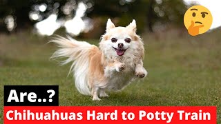 Why Is It SO Hard To Potty Train A Chihuahua? What to do Now? by Little Paws Training 621 views 1 year ago 4 minutes, 55 seconds