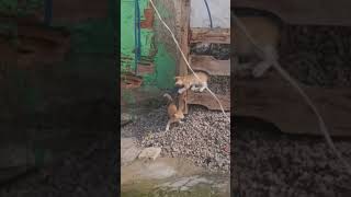 #Mae de Pets # Cats