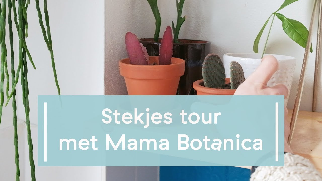 Stekjes Houseplant Tour - Stek Je Plant met Mama Botanica