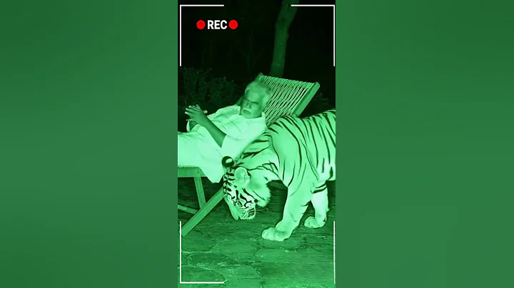 Video 11684201: bengal tiger, bengal indian